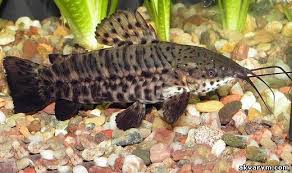 Торакатум 2,5-4,5см