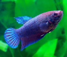 Півень (самка) 2,5-4см