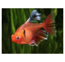 Серпас 2,5-3,5см